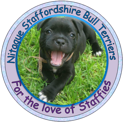 Nitaque Staffordshire Bull Terriers